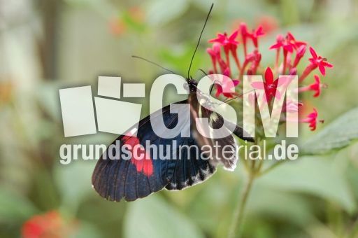 Schmetterling10.JPG