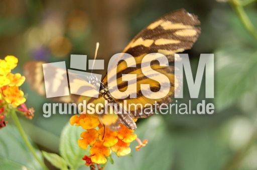 Schmetterling11.JPG