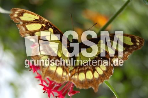 Schmetterling12.JPG