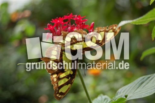 Schmetterling13.JPG