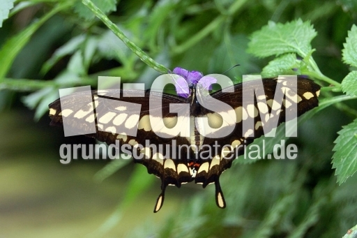 Schmetterling_1.JPG