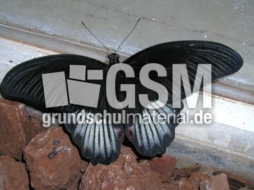 Schmetterling_2.JPG