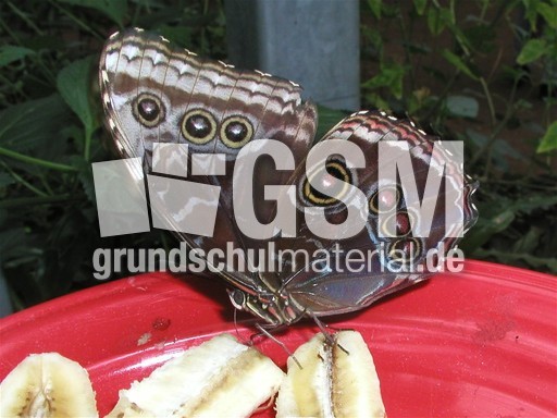 Schmetterling_3.JPG