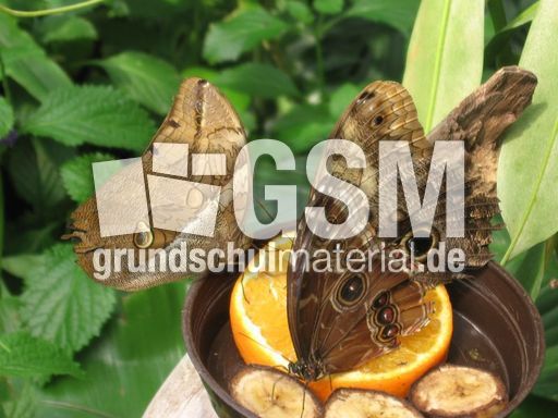 Schmetterlinge.JPG