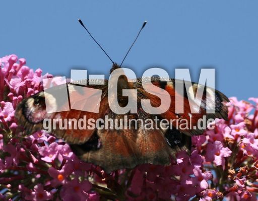 Tagpfauenauge-1.jpg