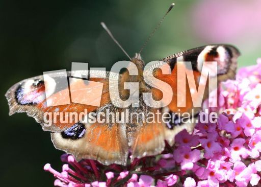Tagpfauenauge-3.jpg