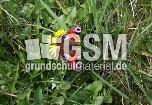 Tagpfauenauge-Löwenzahn-1.jpg