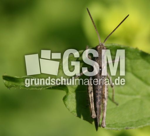 Grashüpfer-2.jpg