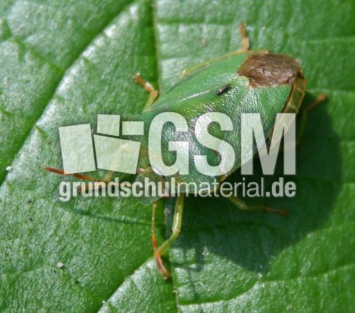 Grüne-Stinkwanze-1.jpg