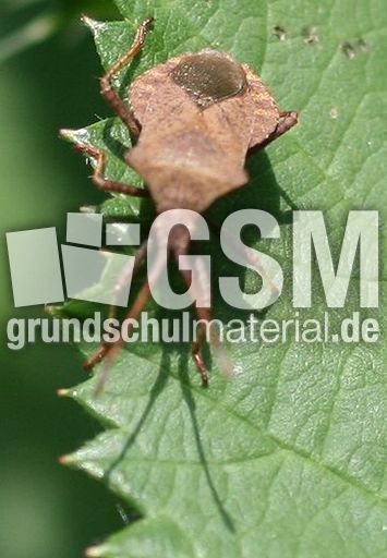 Waldwächter-Wanze-2.JPG