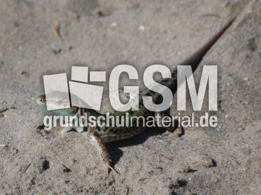 Eidechse.JPG