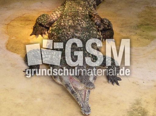 Gavial.JPG