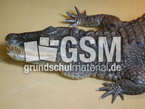 Stumpfkrokodil_1.JPG