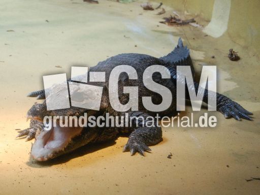 Stumpfkrokodil_2.JPG