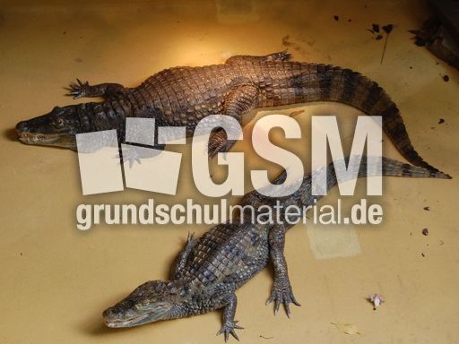 Stumpfkrokodile.JPG