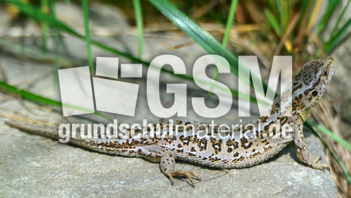 Zauneidechse_2.jpg