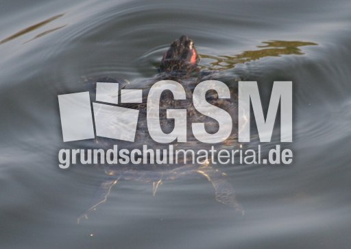 Schildkröte-010.jpg