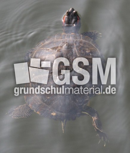 Schildkröte-014.jpg