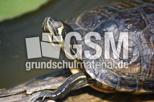 Wasserschildkröte.JPG