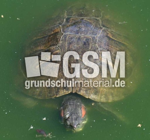 Wasserschildkröte-1.jpg