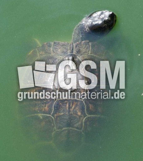 Wasserschildkröte-2.jpg