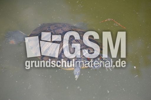 Wasserschildkröte_1.JPG
