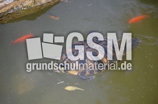 Wasserschildkröte_2.JPG