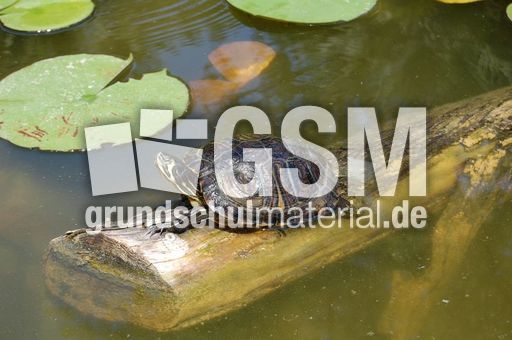 Wasserschildkröte_3.JPG