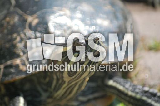 Wasserschildkröte_5.JPG