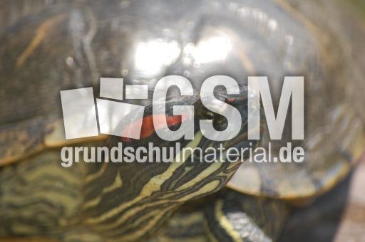 Wasserschildkröte_6.JPG