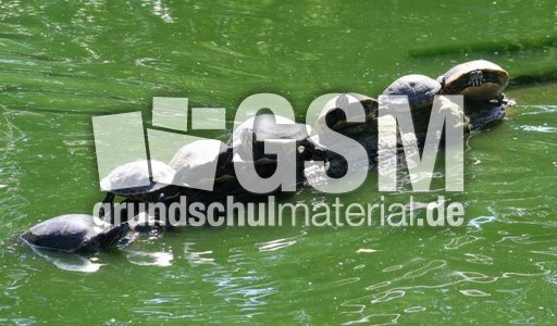 Wasserschildkröten-3.jpg