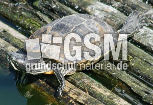 Wasserschildkröten-4.jpg