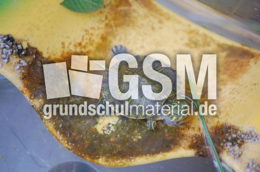 Wasserschildkrötenbaby.JPG
