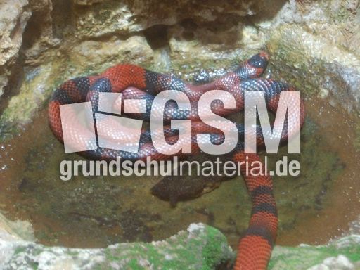 Königsnatter.JPG