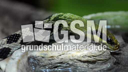 Schönnatter_3.jpg