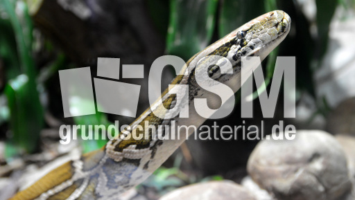 Tigerpython_1.jpg