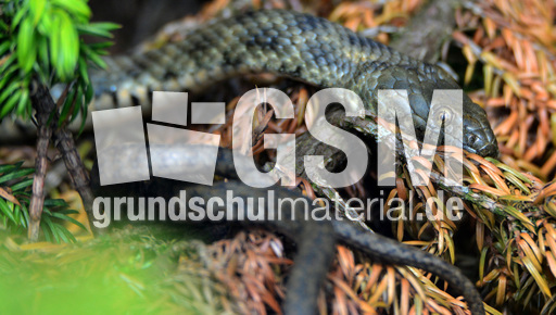 Würfelnatter_1.jpg