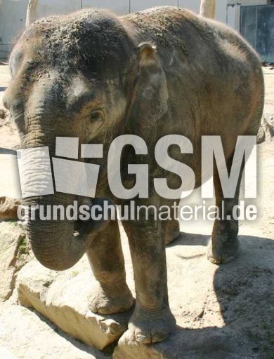 Indischer Elefant 3 Asiatischer Elefant 06 Russeltiere Saugetiere Mammalia Fotos Tiere Grundschulmaterial De