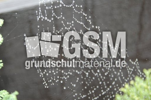 Spinnennetz_1.JPG