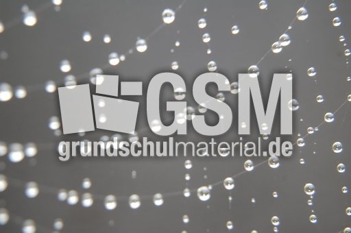 Spinnennetz_3.JPG