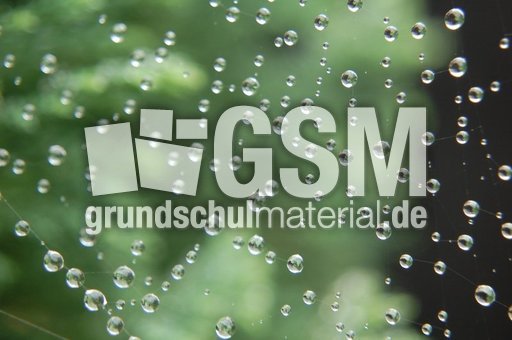 Spinnennetz_4.JPG