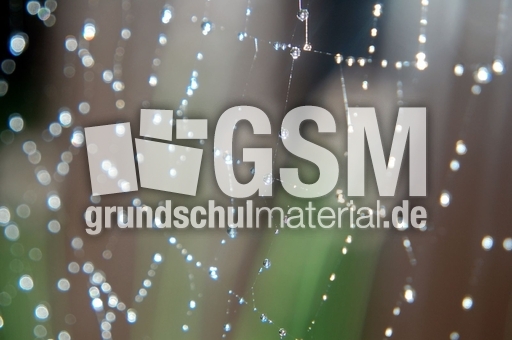 Spinnennetz_4.JPG