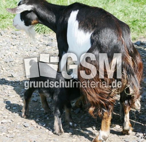 Afrikanische-Zwergziege.jpg