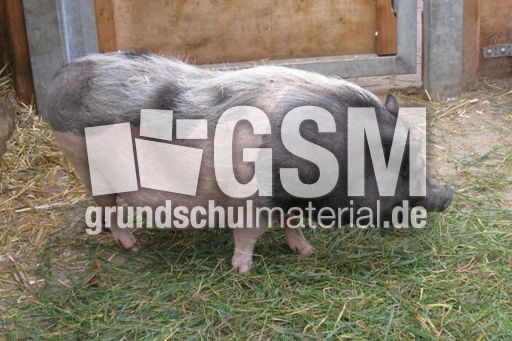 Deutsches-Sattelschwein.jpg