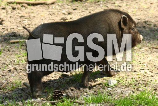 Hängebauchschwein-Junges.jpg