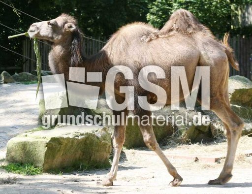 Kamel.jpg