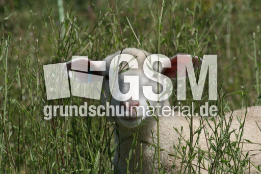 Kleines-Schaf.jpg