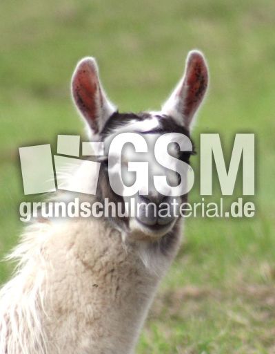 Lama.jpg
