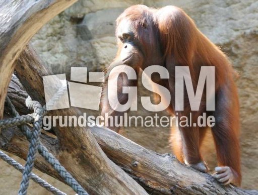 Orang-Utan.jpg