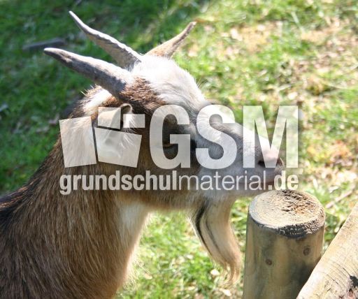 Ziege.jpg